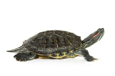 cute turtle over white background